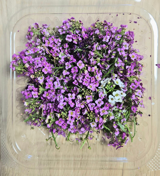 Alyssum