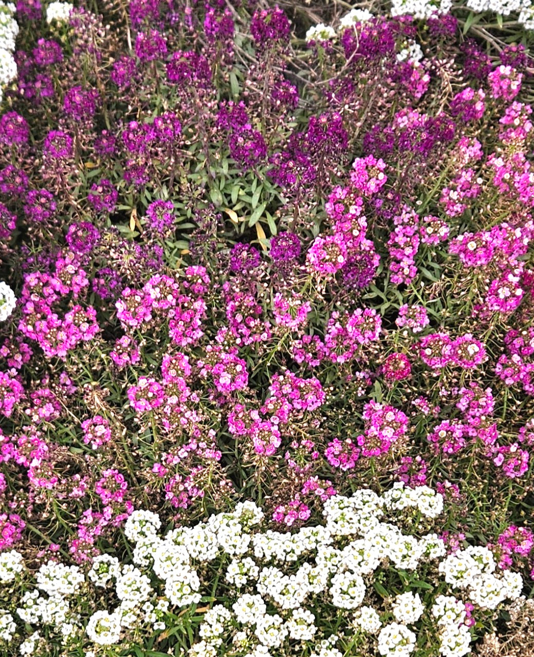 Alyssum