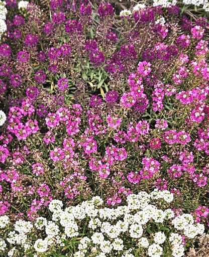 Alyssum