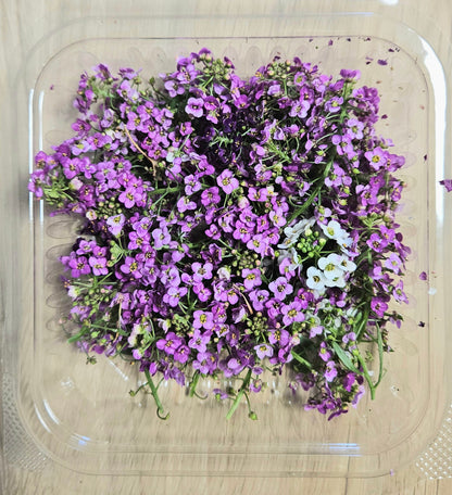 Alyssum