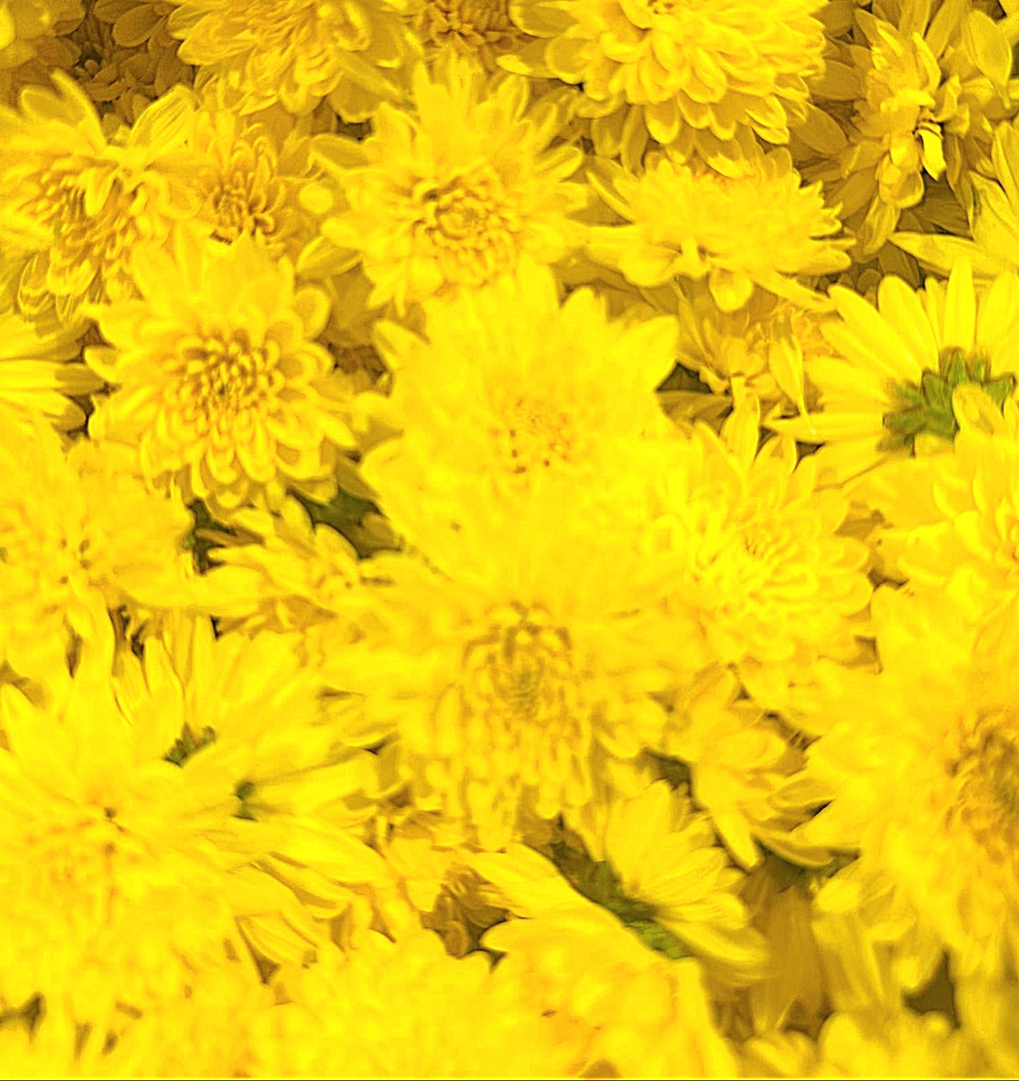 Chrysanthème