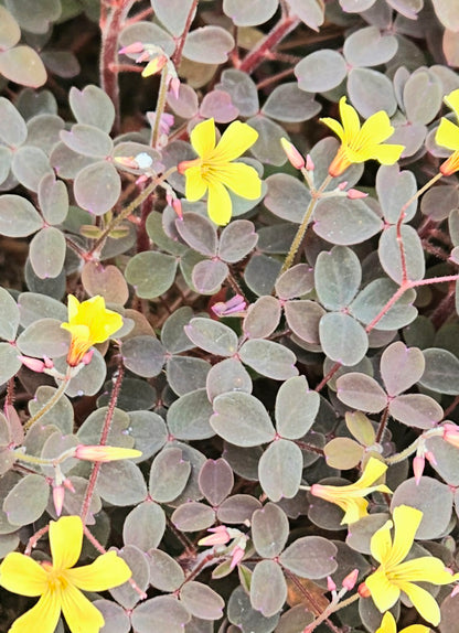 Oxalis
