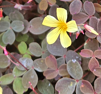 Oxalis
