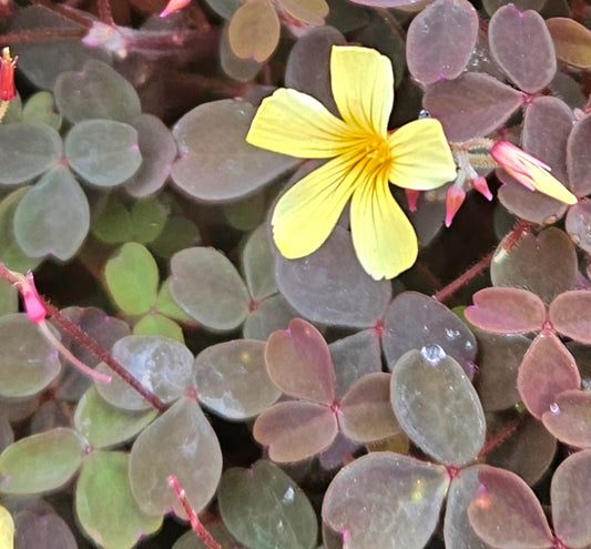 Oxalis
