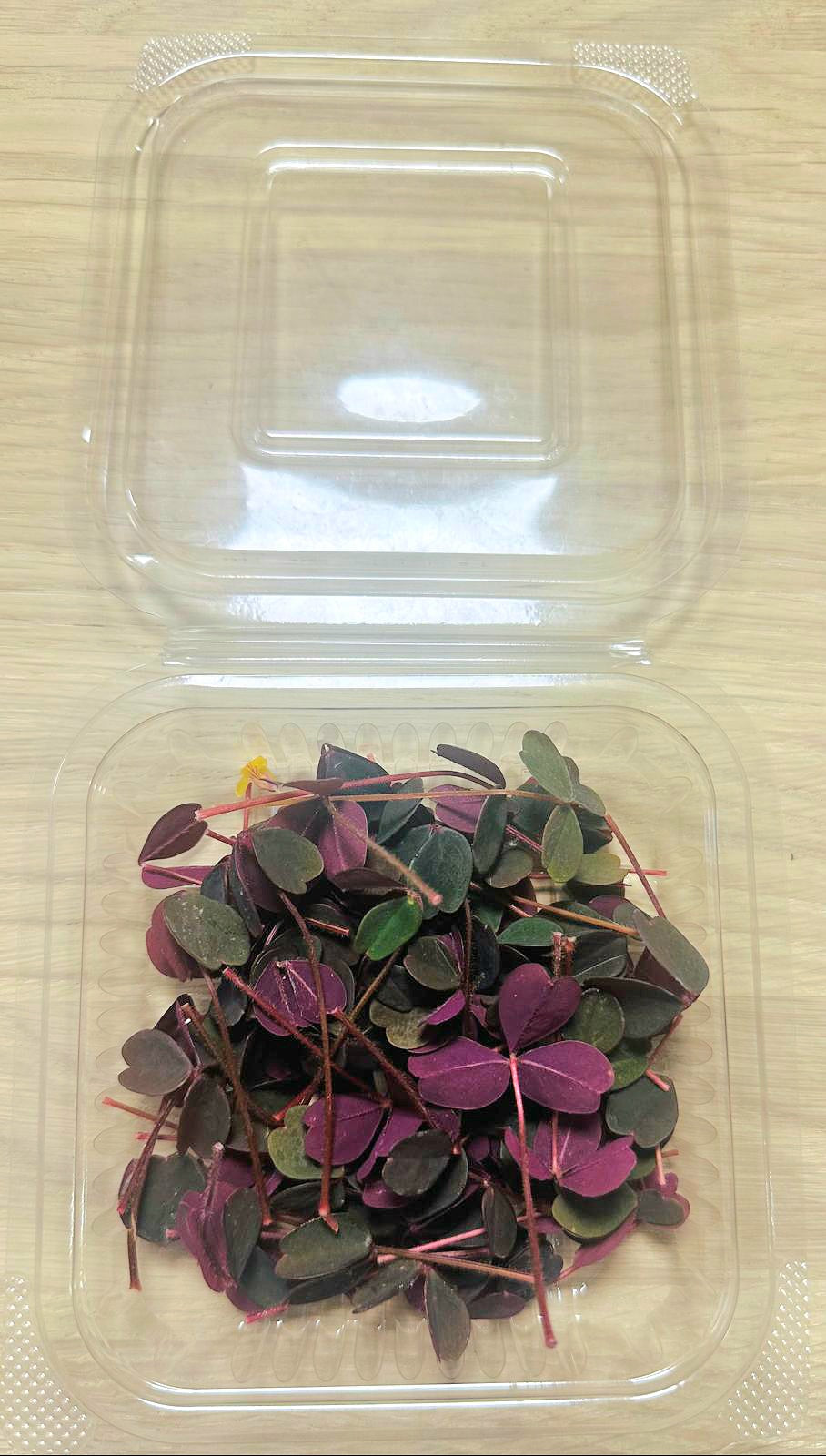 Oxalis