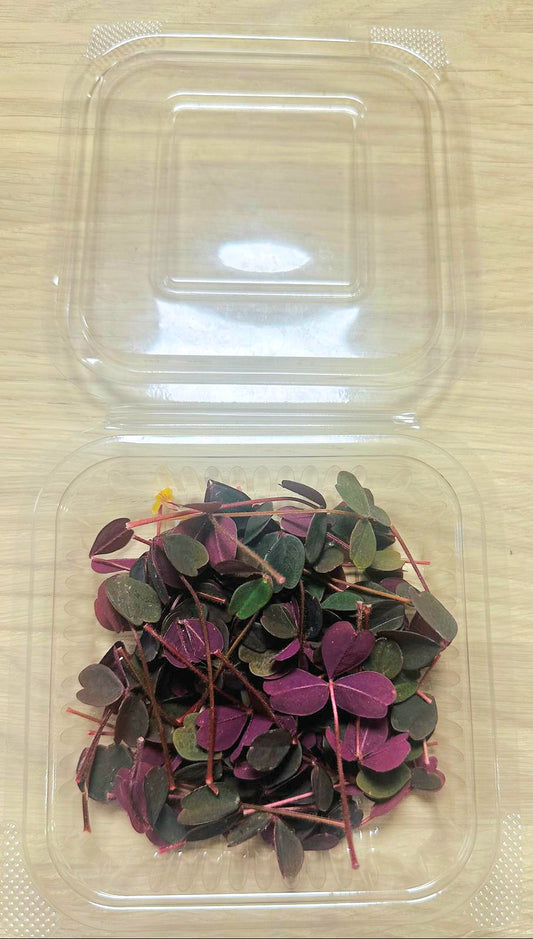 Oxalis