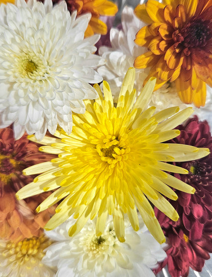 Chrysanthème